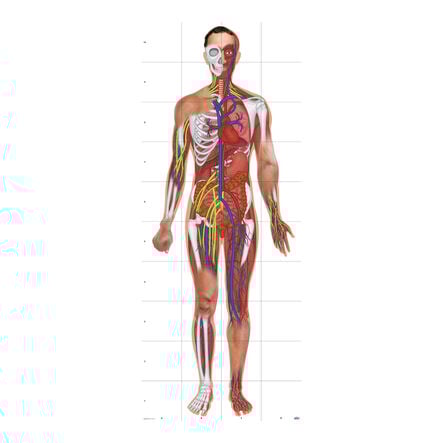 TTS Bee-Bot® Human Body Mat