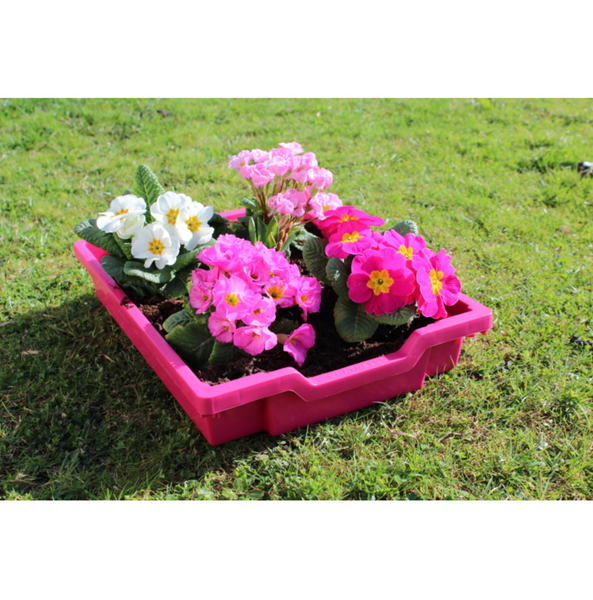 Standard F1 Shallow Tray (pack of 32)