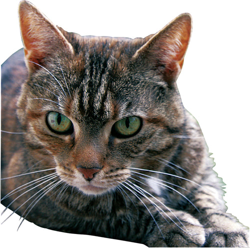 Yoga for Kids - Yobee